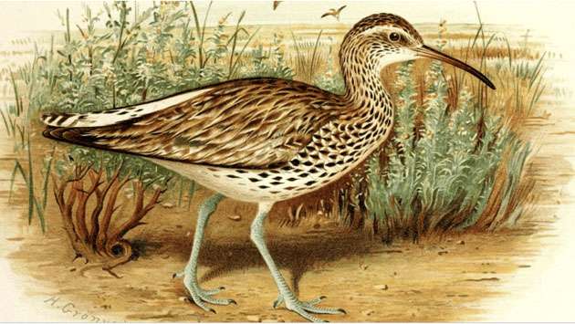 Slender-billed Curlew declared extinct