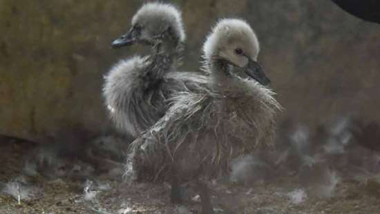 New arrivals at Dehiwala Zoo