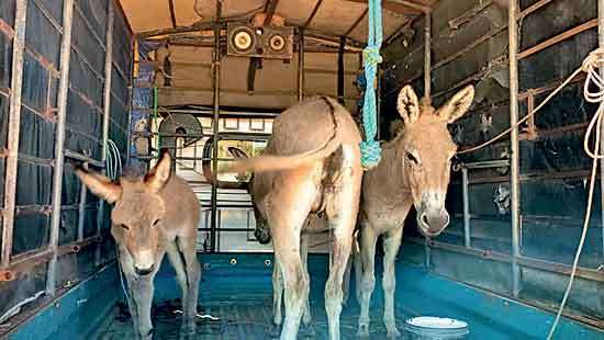 Police foil attempt to transport donkeys