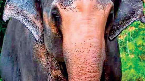 Oldest elephant Bandula dead