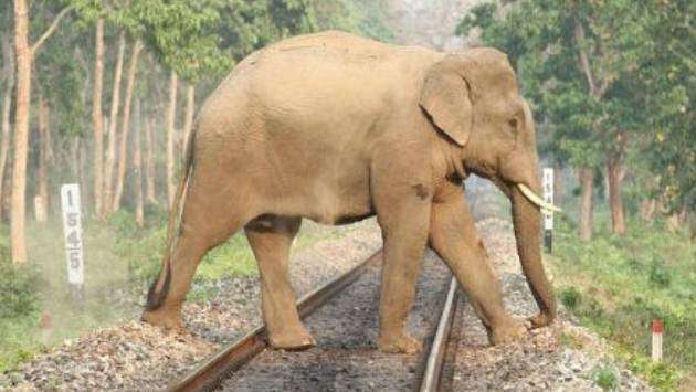 FR petition filed to prevent elephant-train collisions