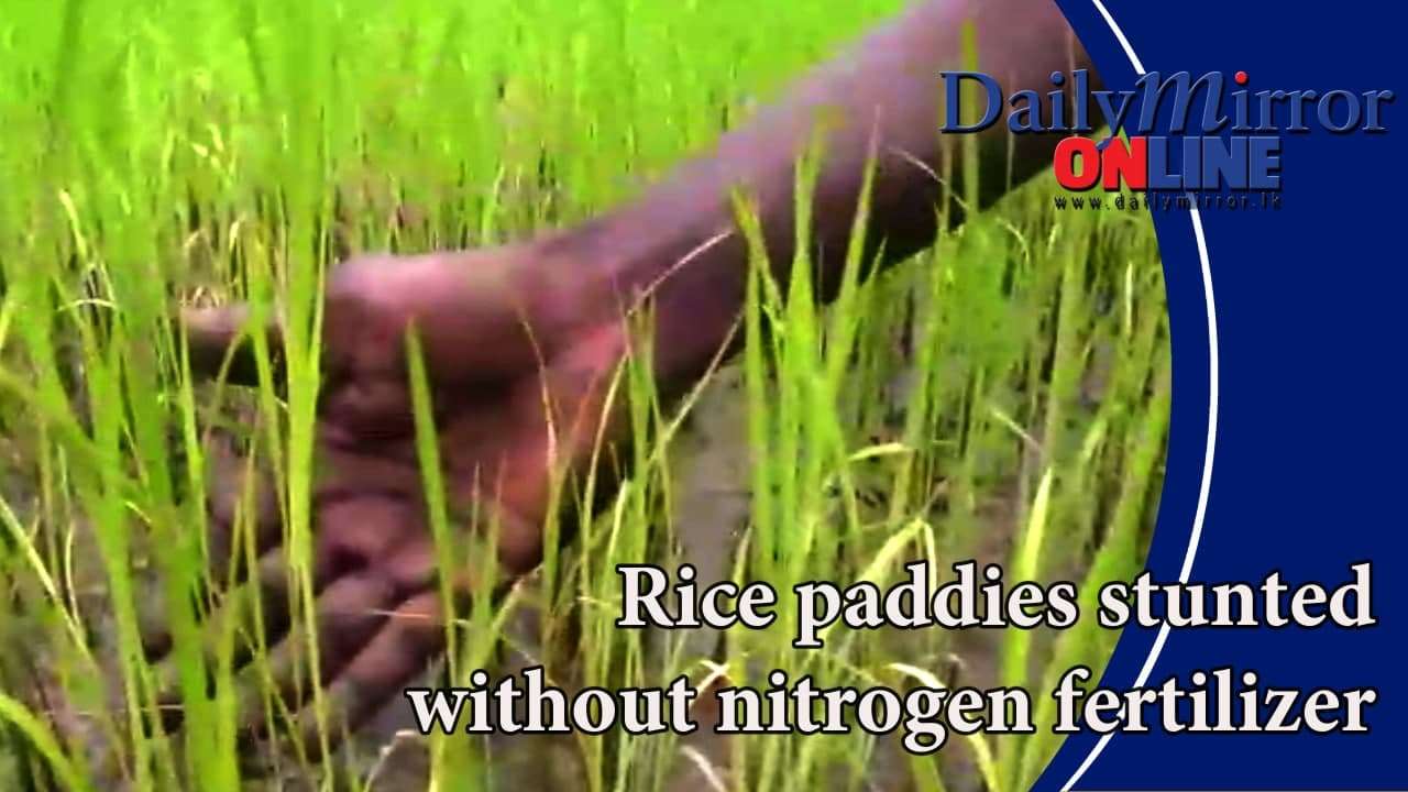 Rice paddies stunted without nitrogen fertilizer