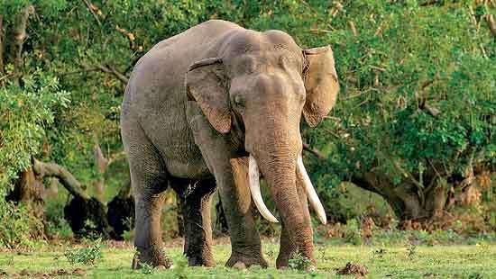 Lessons Should be Learned from the Tragic death of Tusker Deeghadanthu