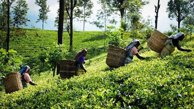 Tea exports show modest growth in January