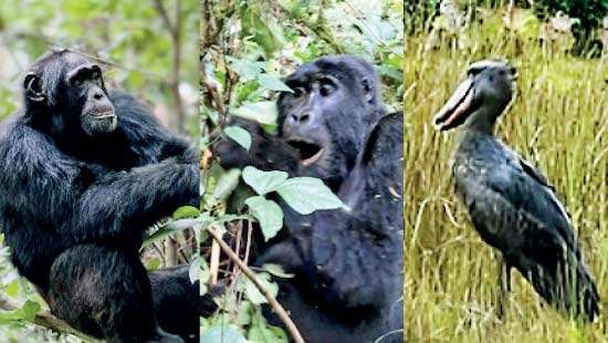 UP CLOSE AND PERSONAL From mountain gorillas to river giants, an up-close encounter with Africa’s wild heart.