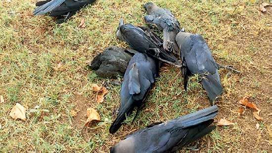 Hundreds of ‘kaputas’ fall dead in Puttalam town