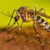 Hospitals under pressure as Dengue cases spike