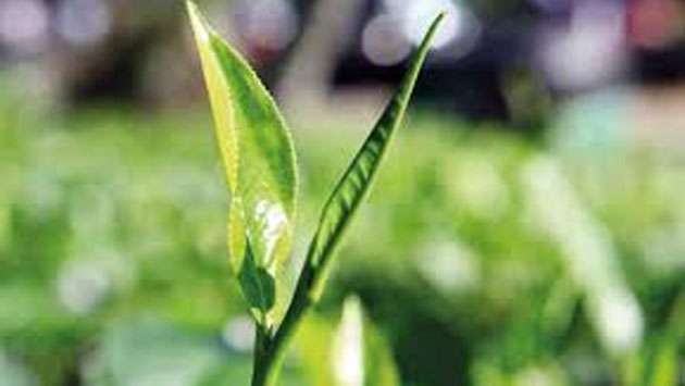 Sri Lankan Tea faces the bitterness of losing foreign market due to Ditwah damage