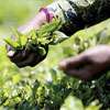 Tea exports fall in June despite stronger rupee earnings