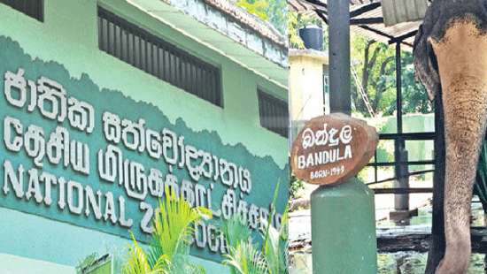 Free entrance to Dehiwala Zoo on October 1 for children below 12-years ...