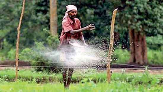 Fertilizer shortages threaten to wither Sri Lanka’s plantation sector output