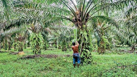 Govt. responds to pressure exerted  by social media and environmental groups