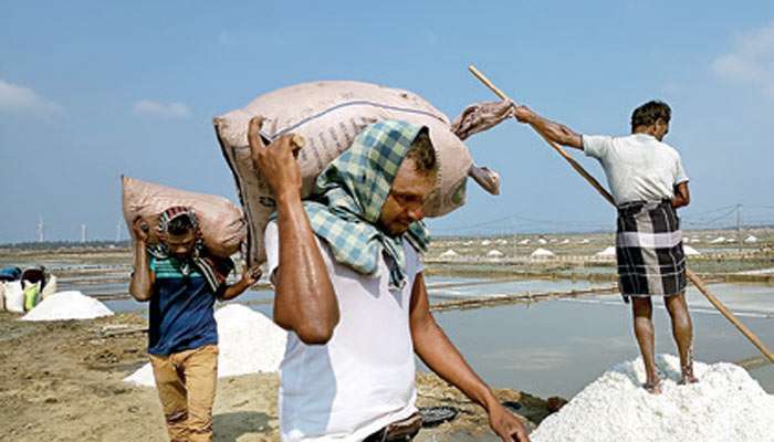 Salt harvesting begins