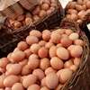 Egg producers hit by price drop due to over-production