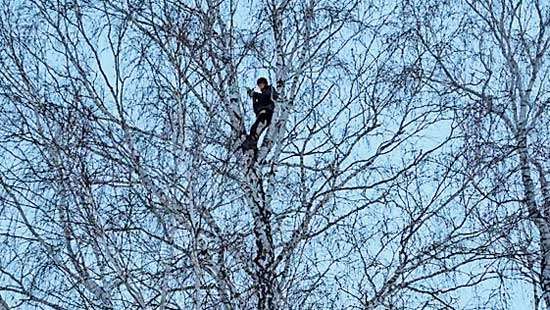 Siberian student scales birch tree for internet access as classes move online
