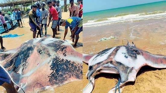 Giant manta ray weighing over 500 kilograms caught in Mannar