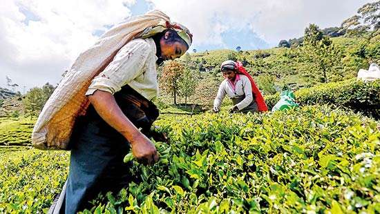 Tea stains from the tea trail
