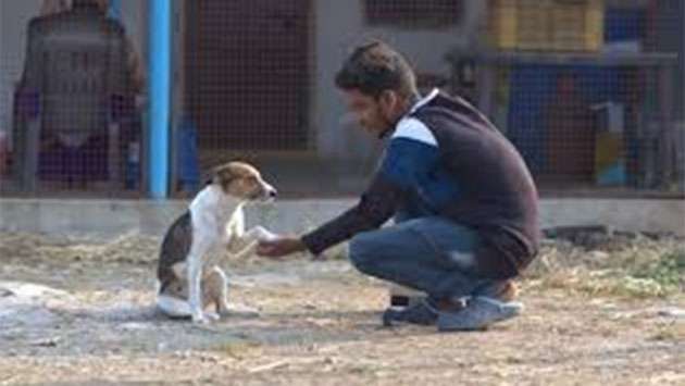?Guardians’ programme promotes responsible care for street animals - Breaking News