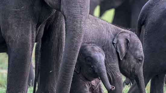 Human-Elephant Conflict: Fixes that Backfire