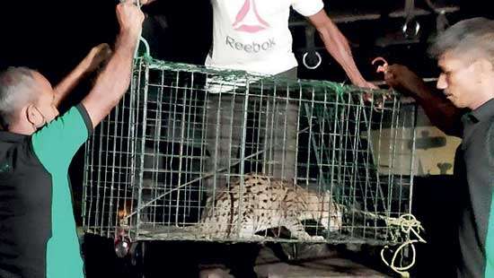 Wildlife conservators release fishing cat caught in a trap