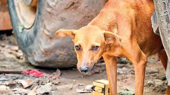 The uncontrolled rise of community dogs and cats
