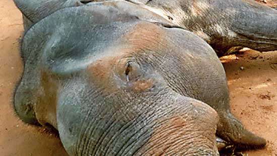 Wild elephant shot dead