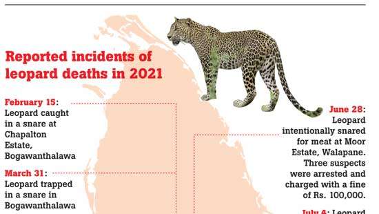 Coexistence suggested instead of traps for leopards