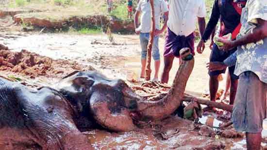 She-elephant suffering in abandoned gem pit