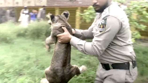 Big cat owners hide their animals amid Pakistani crackdown