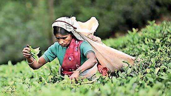 July national tea sales average down 1.5% from June