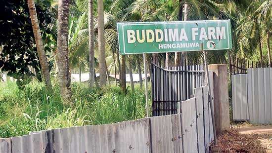 Dog killing at Buddima Farm Give a dog a ‘Bill’