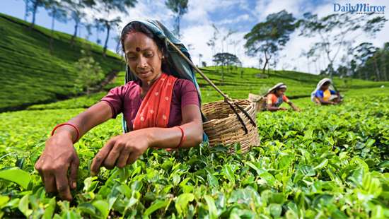 Brewing up change under COVID-19: Transforming how tea is bought and sold in Sri Lanka