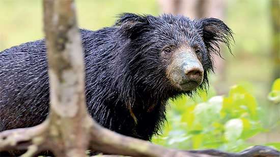 THE SLOTH BEAR IN SRI LANKA  Ecology, Conservation & Human Dimensions