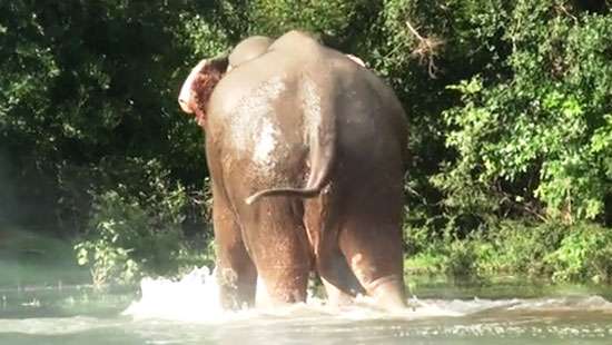 Blind jumbo rescued from rising waters of Kalawewa