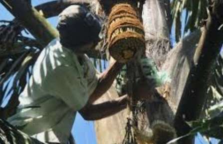 Kithul entrepreneurs request for permission for toddy-tapping in forest reserves