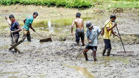 Badulla district rocked by rice mafia