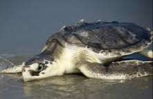 Four arrested for killing Olive Ridley turtles in Negombo
