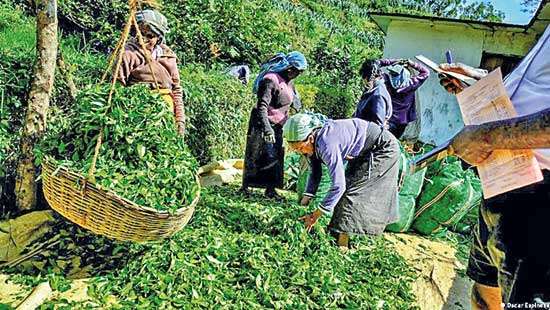 Tea smallholders express grave concerns over unprecedented wage hike