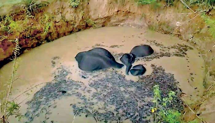 Calf and she elephant rescued from well