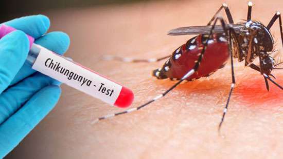 Rise in Chikungunya cases, highest number of infections reported