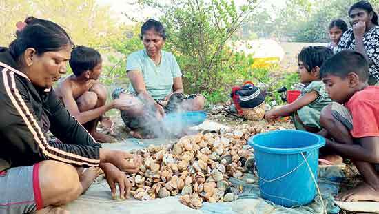 Courageous women  harvesting cockle in Ichchankaduwa lagoon