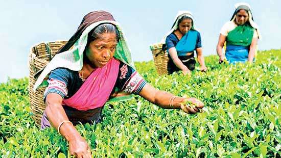 February 2025 tea sales show decline