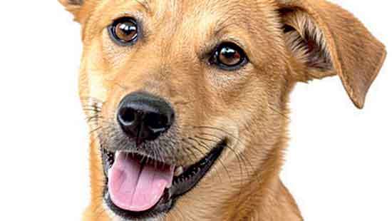 AIA Sri Lanka ‘Pawfect Match’ campaign inspires people to help stray animals