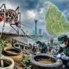 Sri Lanka on brink of Dengue epidemic