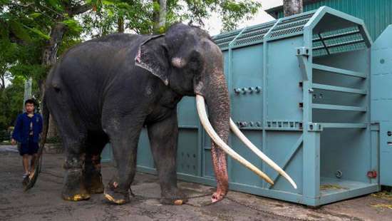 SL vets in Thailand not to treat Muthurajah: Zoo DG