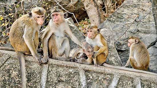 Sterilising monkeys  proposed  as opposed to exporting