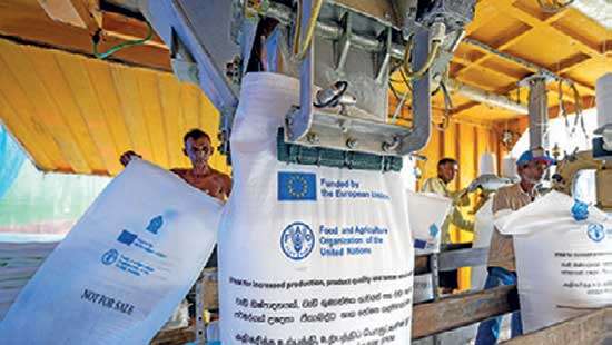 FAO delivers 3,820 tonnes of EU-funded urea fertiliser for 72,200 smallholder paddy farmers