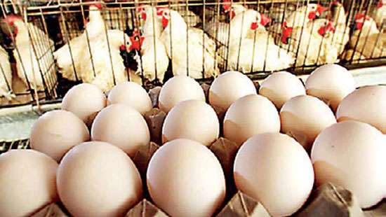 Work together to eliminate egg shortage in country: Ministry