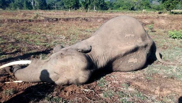 Iconic tusker ‘Mahasilu’ found dead in Okkampitiya