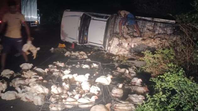 Lorry transporting chickens hits wild elephants: driver injured, birds dead